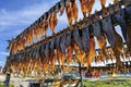 Dried fish in Rodebay settlement Royalty Free Stock Photo