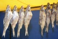 Dried fish on a rope for sale - Image Royalty Free Stock Photo