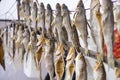 Dried fish on a rope sold at the fair. Royalty Free Stock Photo