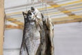 Dried fish on a rope Royalty Free Stock Photo