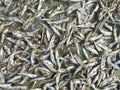 Dried fish for sale in Phu Quoc, Vietnam Royalty Free Stock Photo