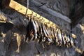 Dried fish on special fastening hangs along a stone wall