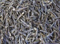 Dried fish Royalty Free Stock Photo