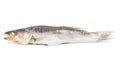 Dried fish walleye Royalty Free Stock Photo
