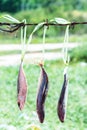Dried fishs hanging Royalty Free Stock Photo