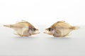 Dried fishs isolated on white background Royalty Free Stock Photo