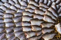 Dried fishs of local food at open market