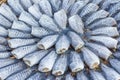 Dried fishs of local food at open market