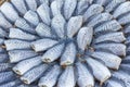 Dried fishs of local food at open market Royalty Free Stock Photo