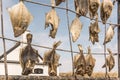 Dried flatfish in front of a white seamanÃÂ´s cottage