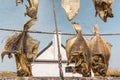 Dried stockfish hanging on ropes
