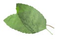 Dried flattened Rama tulsi leaves Ocimum tenuiflorum, isolated, top view