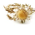 Dried flower