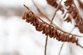 Dried flower close-up against a blurred frozen river