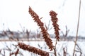 Dried flower close-up against a blurred frozen river