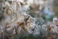 Dried flower of creeping thistle or Canada thistle, field thistle (Cirsium arvense) close-up