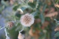 Dried flower of creeping thistle or Canada thistle, field thistle (Cirsium arvense) close-up