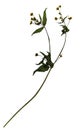 Dried flower of gallant soldier