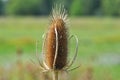 Dried flower head of a wild teasel Dipsacus fullonum weed detail Royalty Free Stock Photo