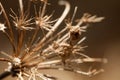 Dried Flower Macro