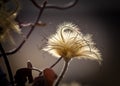 Dried Flower in Nature