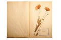 Dried flower on old, gone yellow paper