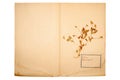 Dried flower on old, gone yellow paper