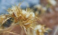 Dried flower Onopordum acanthium