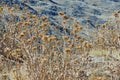 Dried flower Onopordum acanthium