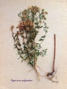 Dried flower of perforate St John`s-wort