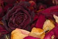 Dried flower petals as background