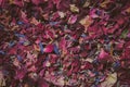 Dried flower petals and leaves as background. Natural confetti. Rose and lavender dried petals as texture. Royalty Free Stock Photo