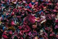 Dried flower petals and leaves as background. Natural confetti. Rose and lavender dried petals as texture. Royalty Free Stock Photo