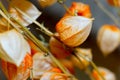 A dried flower physalis on blurred background