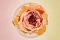 Dried flower of a pink rose