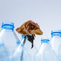 Dried flower in plastic bottles as a symbol of a dying ecosystem from plastic jars. Royalty Free Stock Photo