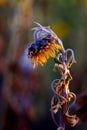 The dried flower of a sunflower is tending downwards
