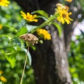 Dried flowers on a background of yellow plants with sun Royalty Free Stock Photo
