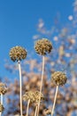 Dried flowers of Blue Chives, Allium nutans, against the blue sky in autumn, vertical photo, selective focus. Royalty Free Stock Photo