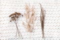 Dried flowers bouquet on white knitted woolen shawl scarf background. Dry reeds, river cane and spikelets. Winter and autumn