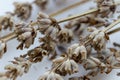 Dried flowers with branches Lavender Royalty Free Stock Photo