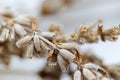 Dried flowers with branches Lavender Royalty Free Stock Photo