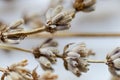 Dried flowers with branches Lavender Royalty Free Stock Photo