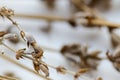 Dried flowers with branches Lavender Royalty Free Stock Photo