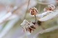 Dried flowers with branches Lavender Royalty Free Stock Photo