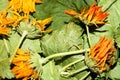 Dried flowers of calendula.Background of dried flowers marigolds. Royalty Free Stock Photo