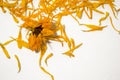 Dried flowers are calendulaed on a white background. Top view. Calendula officinalis. Frame of flowers. Orange petals Royalty Free Stock Photo
