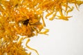 Dried flowers are calendulaed on a white background. Top view. Calendula officinalis. Frame of flowers. Orange petals Royalty Free Stock Photo