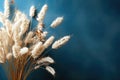 Dried flowers cereals hare\'s tail or largus on blue background with copy space Royalty Free Stock Photo