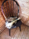 Dried Flowers On Chair In Old Country Shack Royalty Free Stock Photo